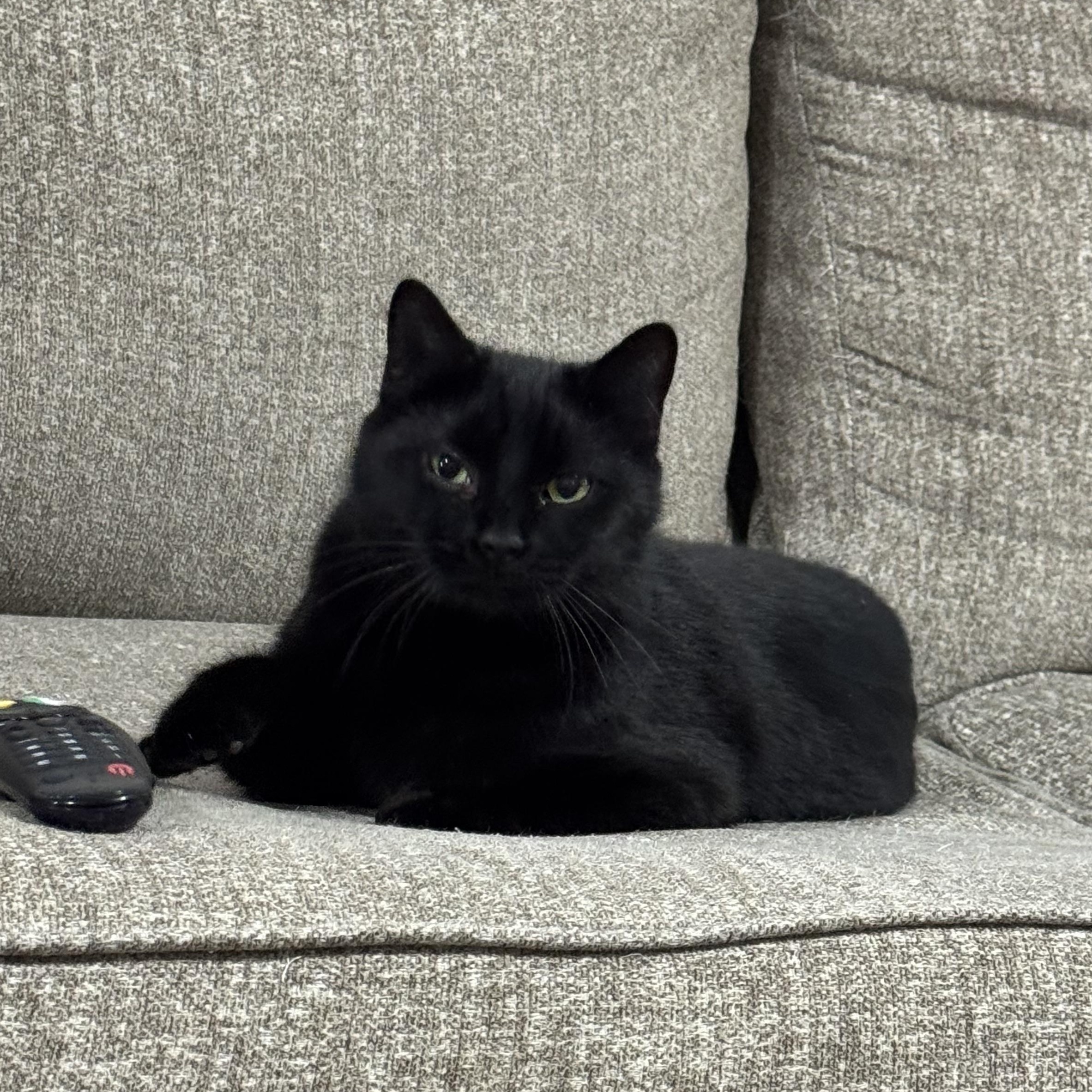 Meow Meow , adopted, Young Female Domestic Short Hair.