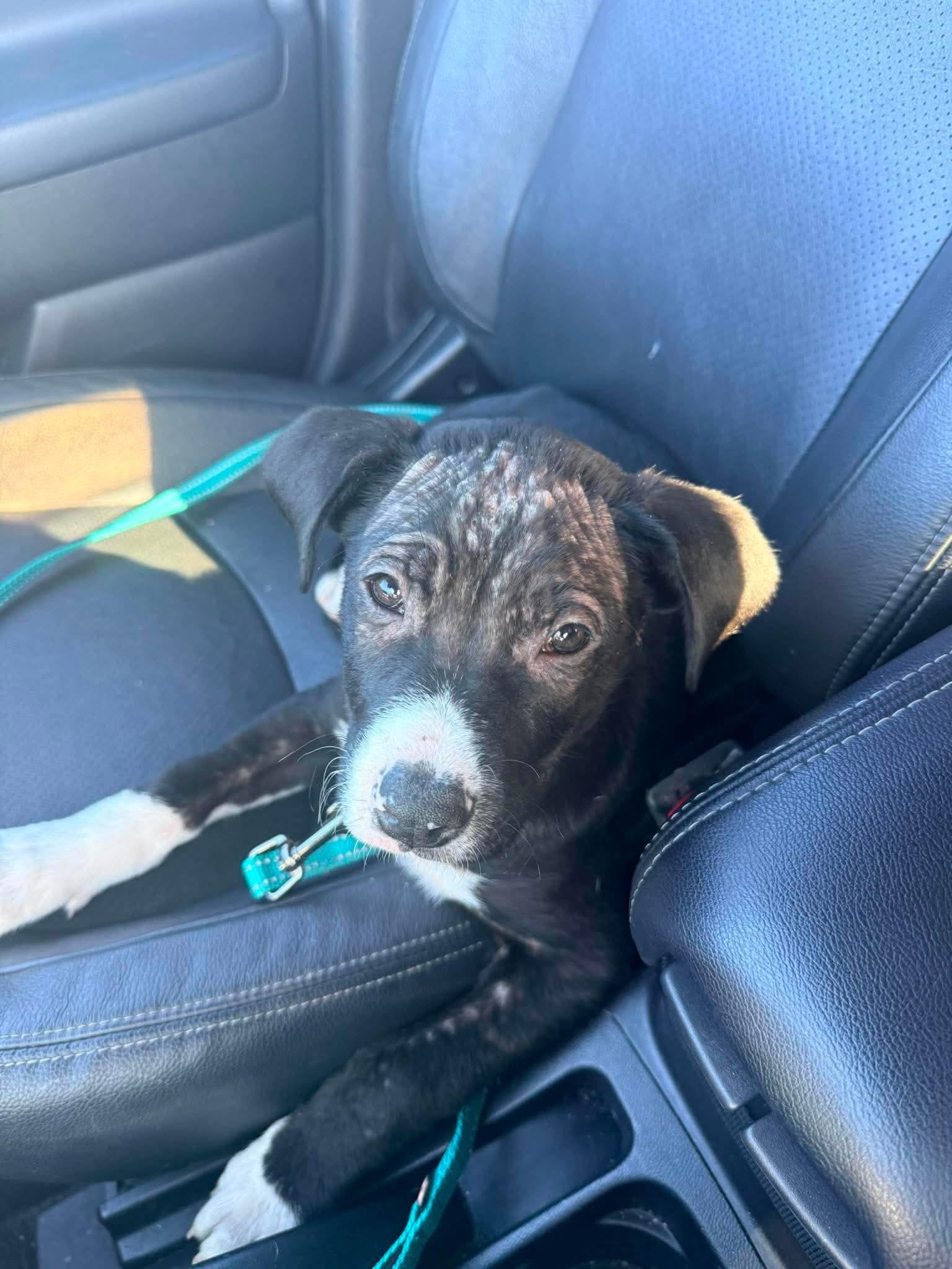 Murphy, a ADOPTABLE mixed breed in Saratoga Springs, NY image 3/5