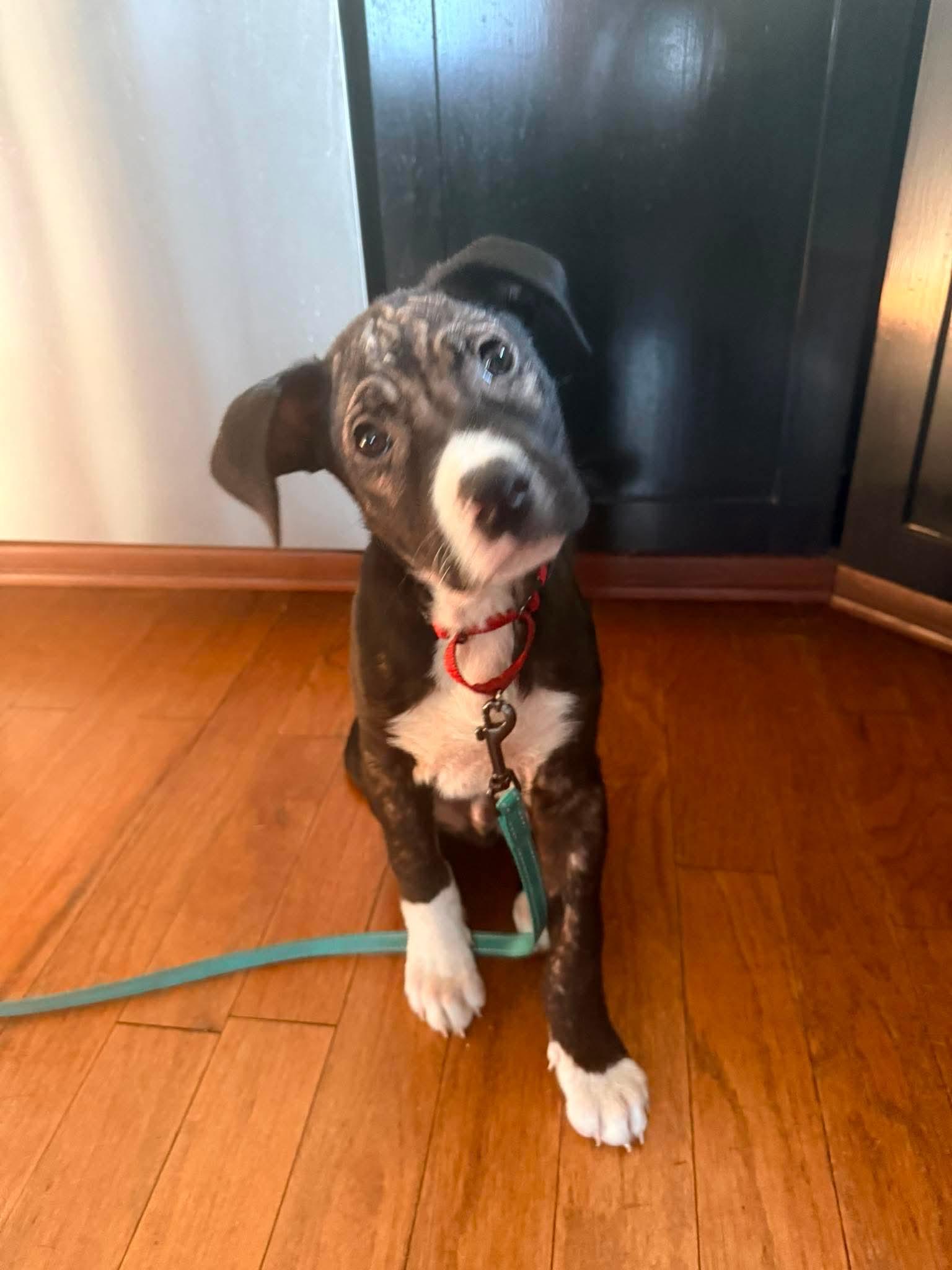 Murphy, a ADOPTABLE mixed breed in Saratoga Springs, NY image 1/5