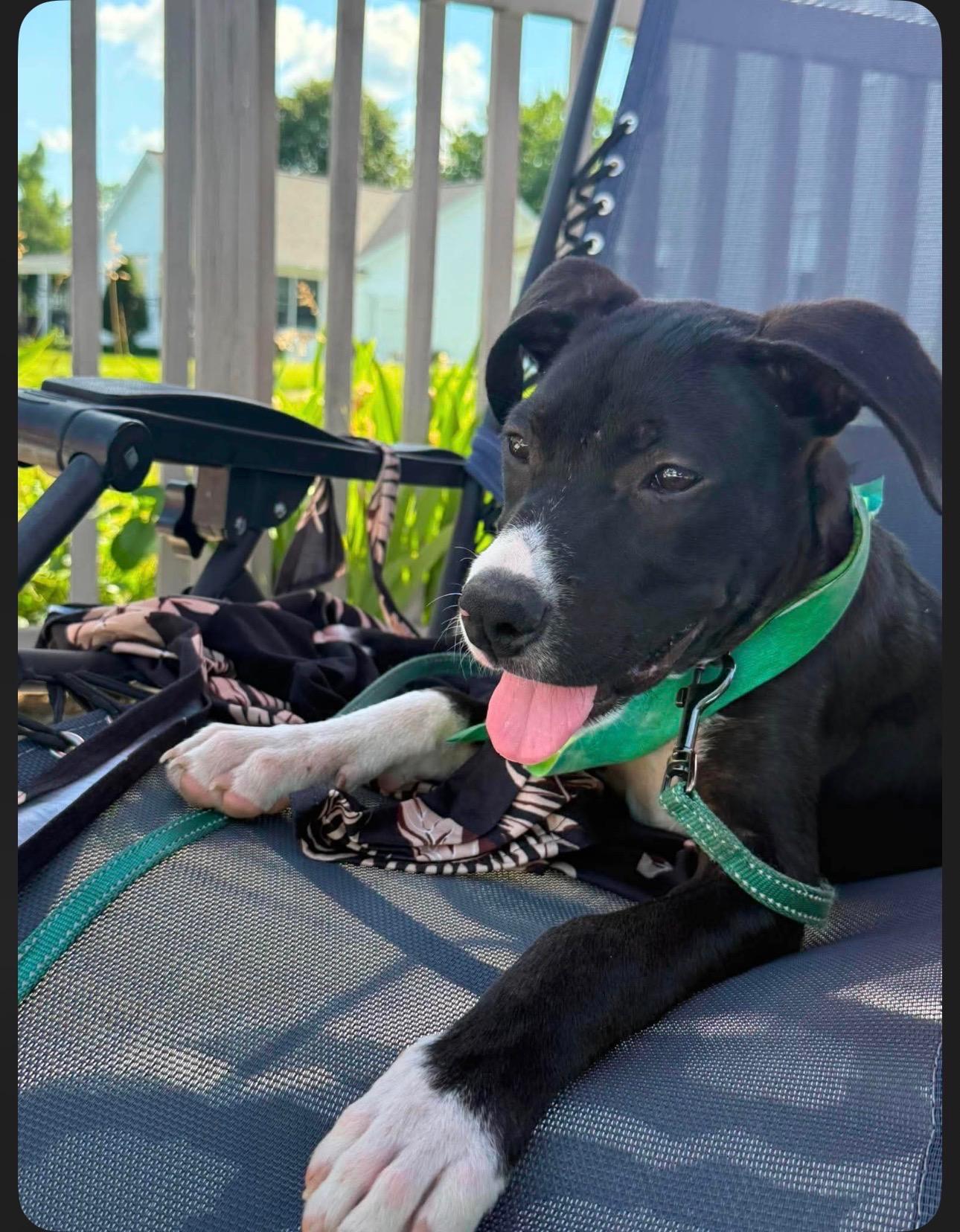 Enlarge Murphy, a Adopted mixed breed in Saratoga Springs, NY image 5/5