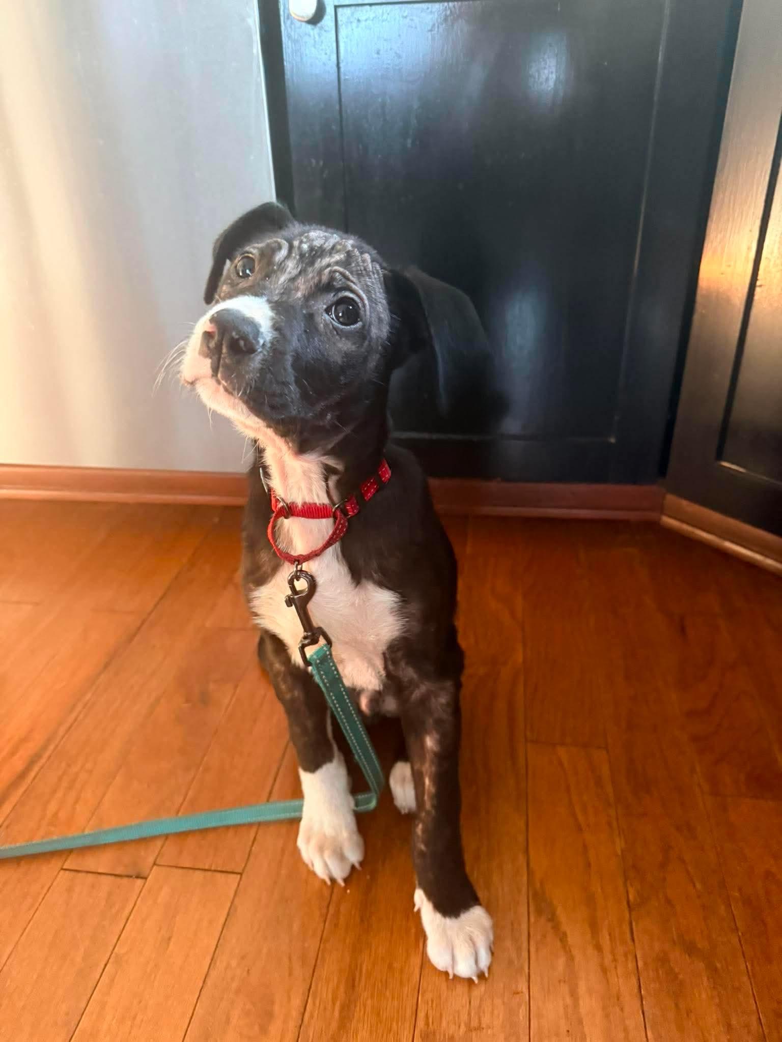 Murphy, a ADOPTABLE mixed breed in Saratoga Springs, NY image 5/5