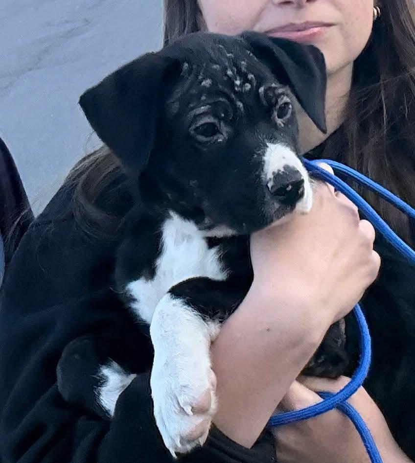 Murphy, a ADOPTABLE mixed breed in Saratoga Springs, NY image 2/5