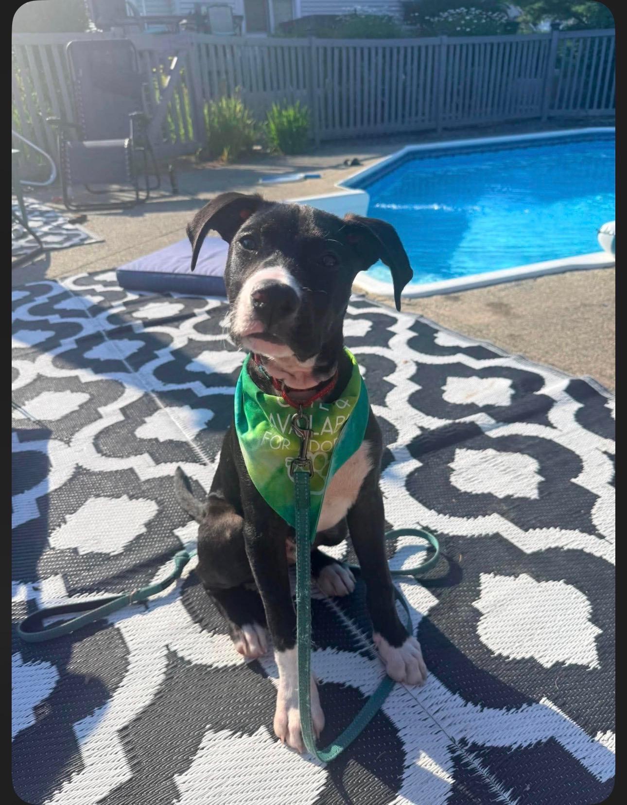 Enlarge Murphy, a Adopted mixed breed in Saratoga Springs, NY image 1/5