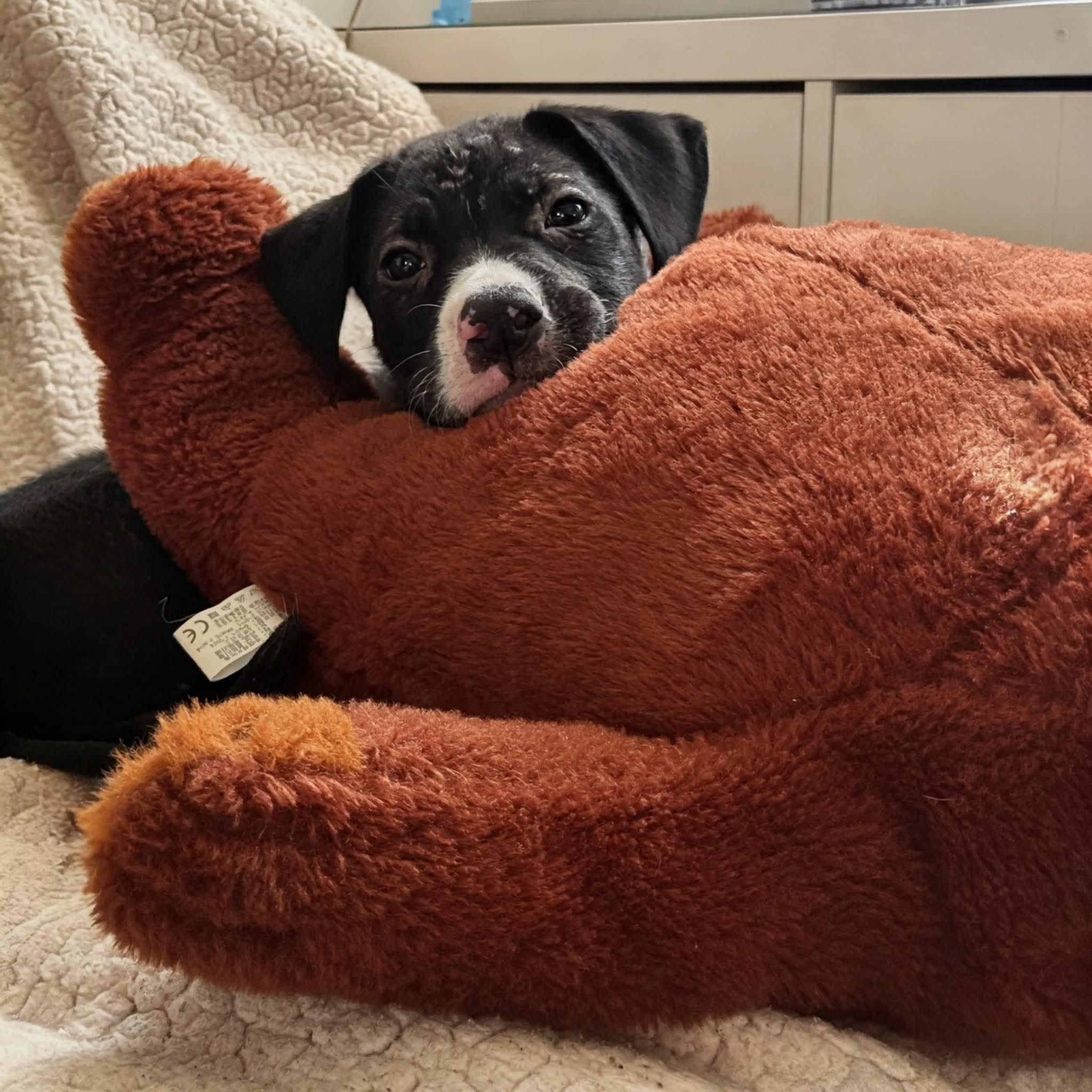 Murphy, a ADOPTABLE mixed breed in Saratoga Springs, NY image 4/5