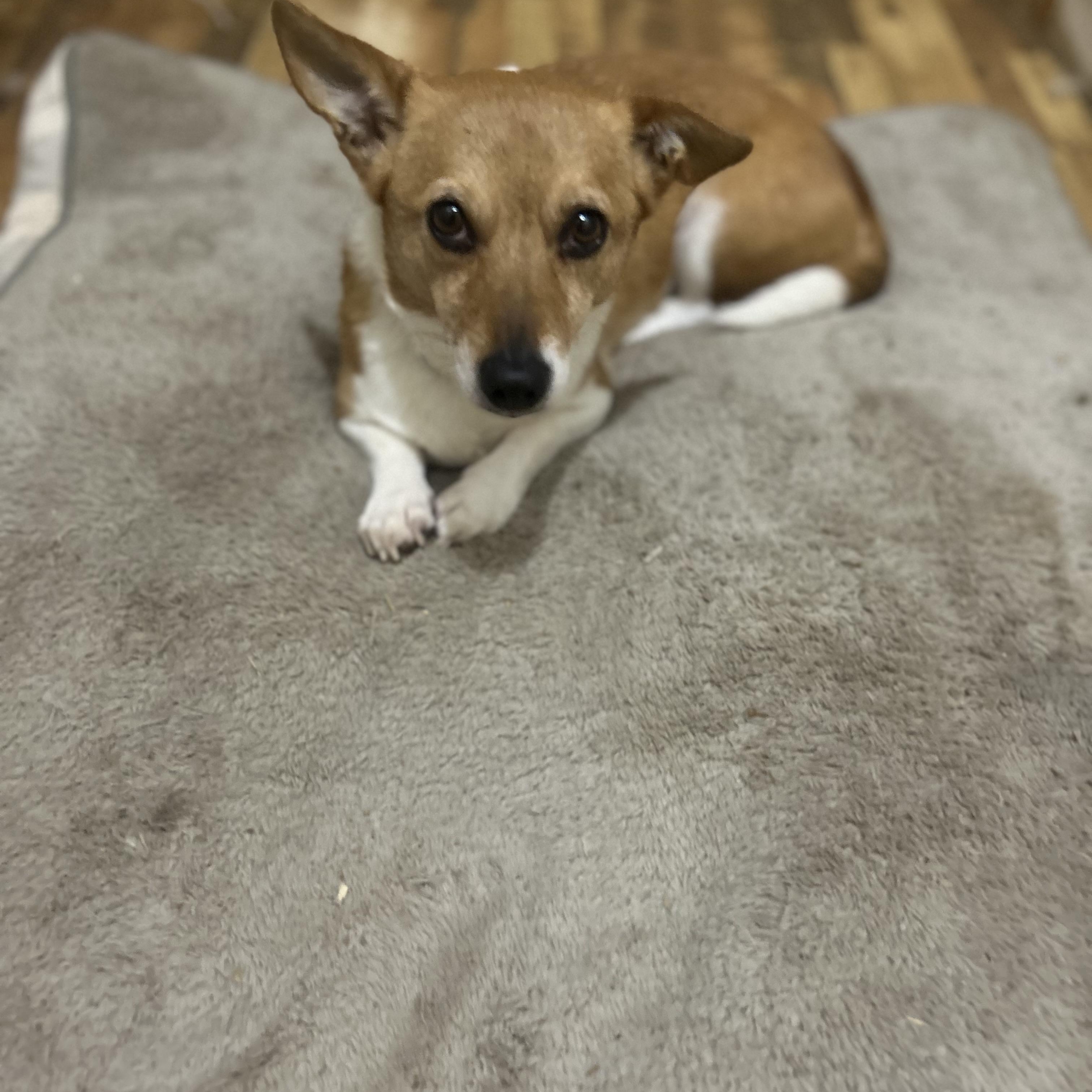 Prudence aka Pru , an adopted mixed breed in Greenfield, TN image 2/3