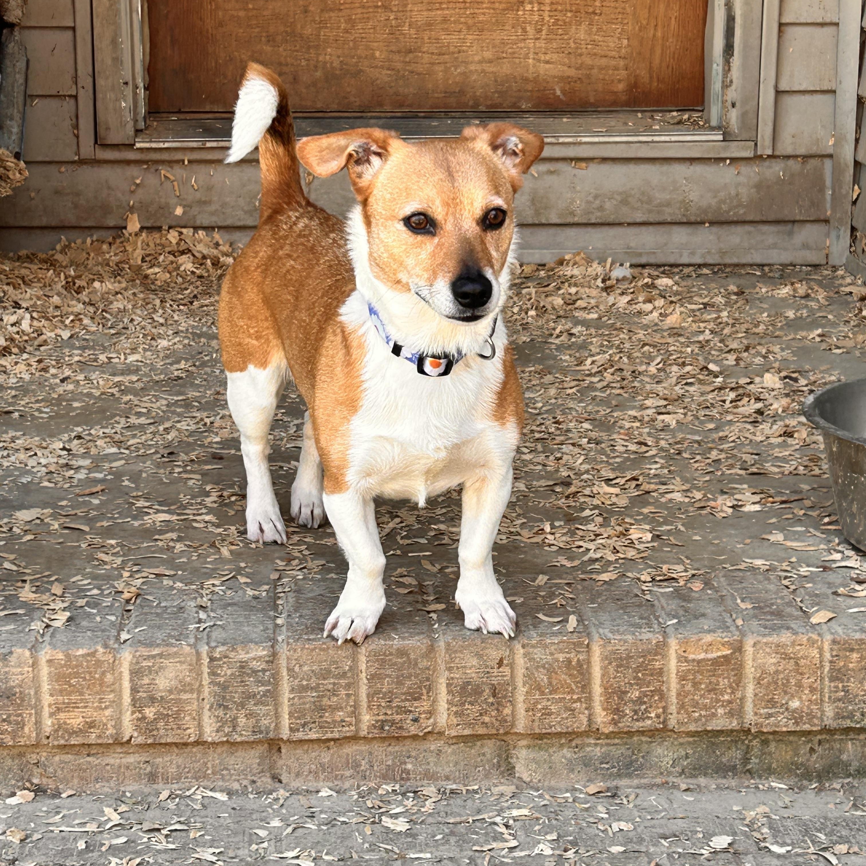 Prudence aka Pru , an adopted mixed breed in Greenfield, TN image 1/3
