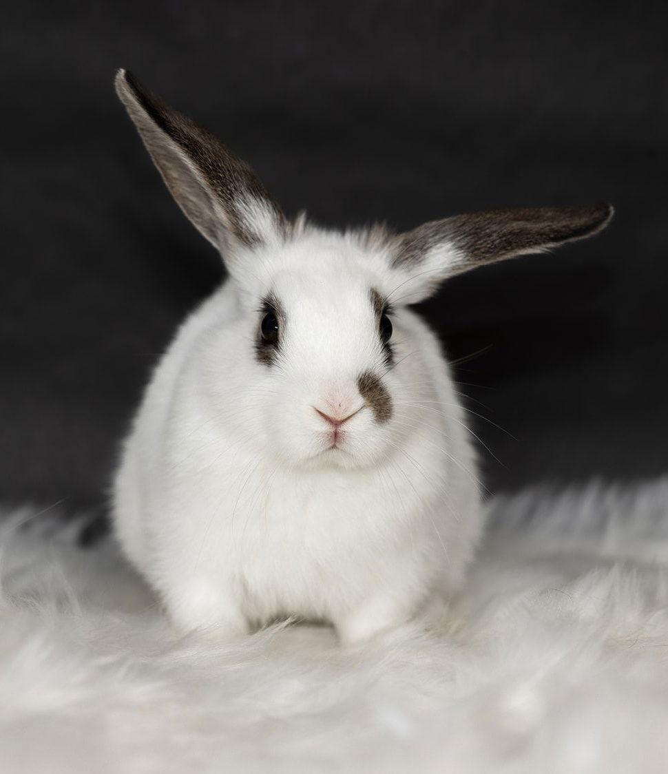 Everglade, Adoptable, Young Male English Spot.