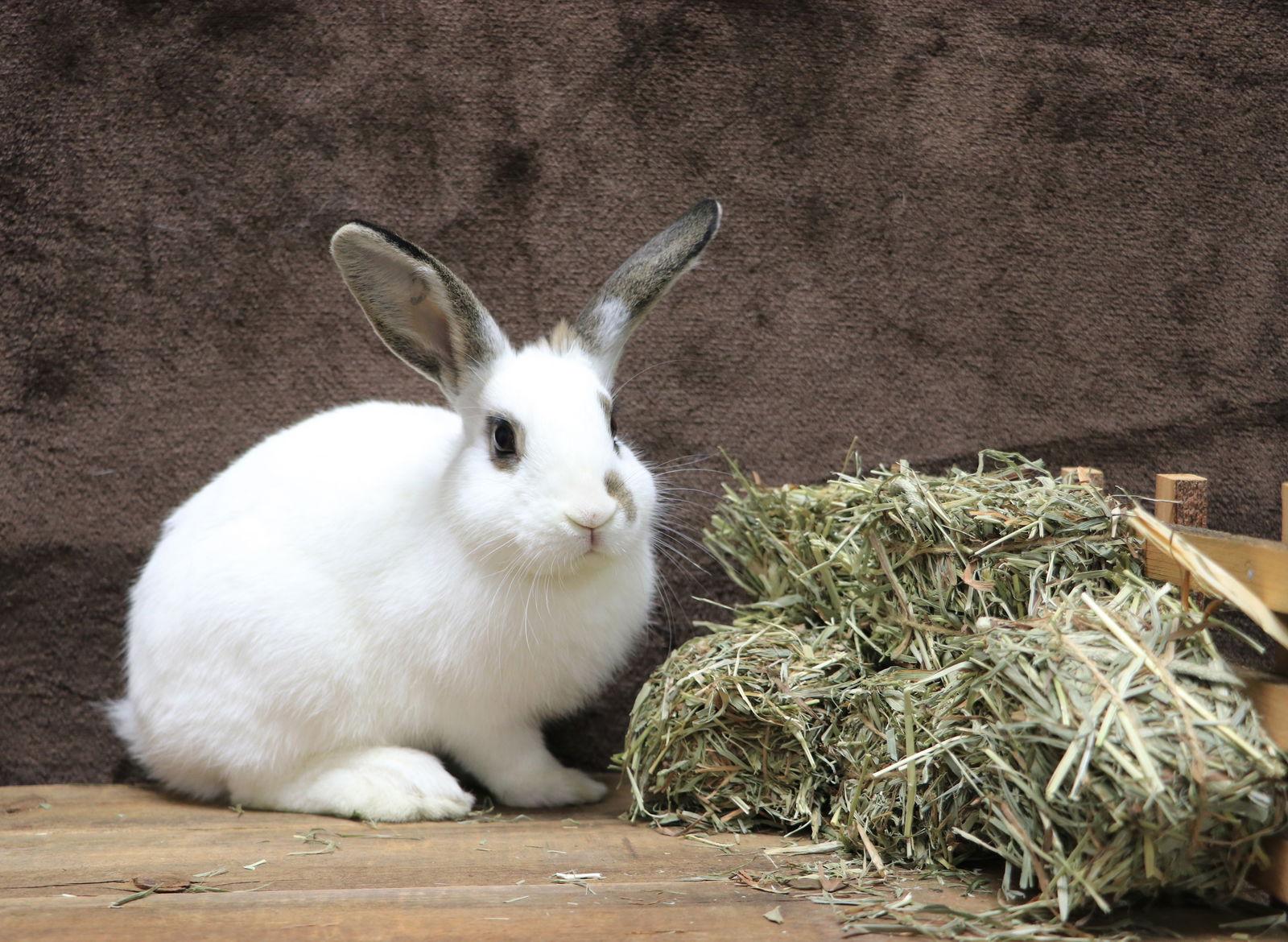 Enlarge Everglade, a Adoptable English Spot in Lakeville, MN image 2/3
