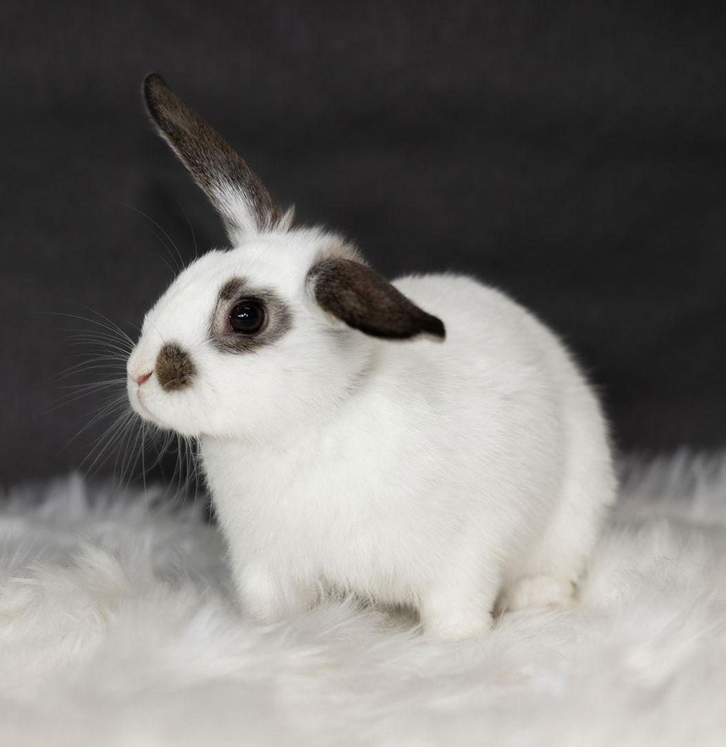 Enlarge Everglade, a Adoptable English Spot in Lakeville, MN image 3/3