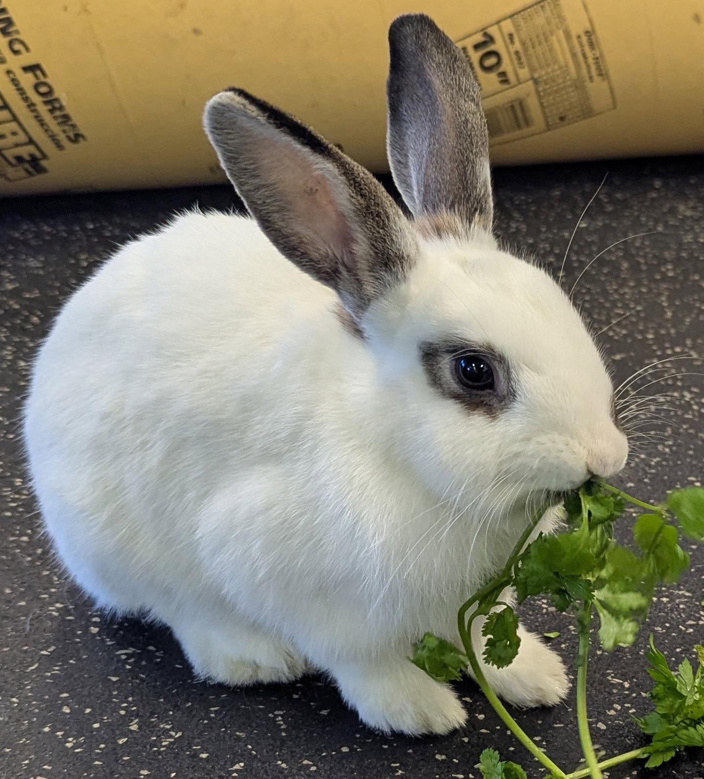 Everglade, Adoptable, Young Male English Spot.