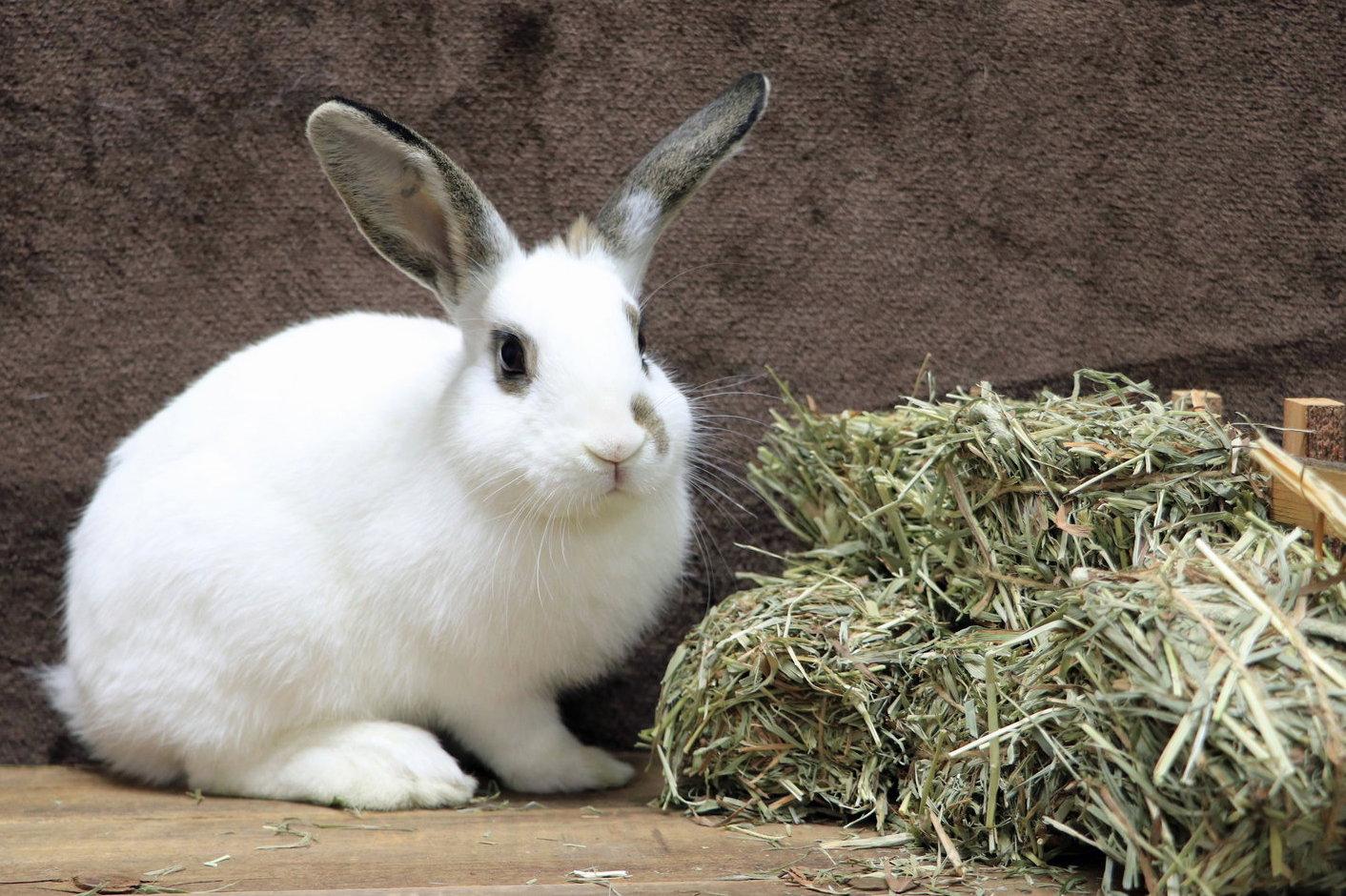 Enlarge Everglade, a Adoptable English Spot in Lakeville, MN image 2/3