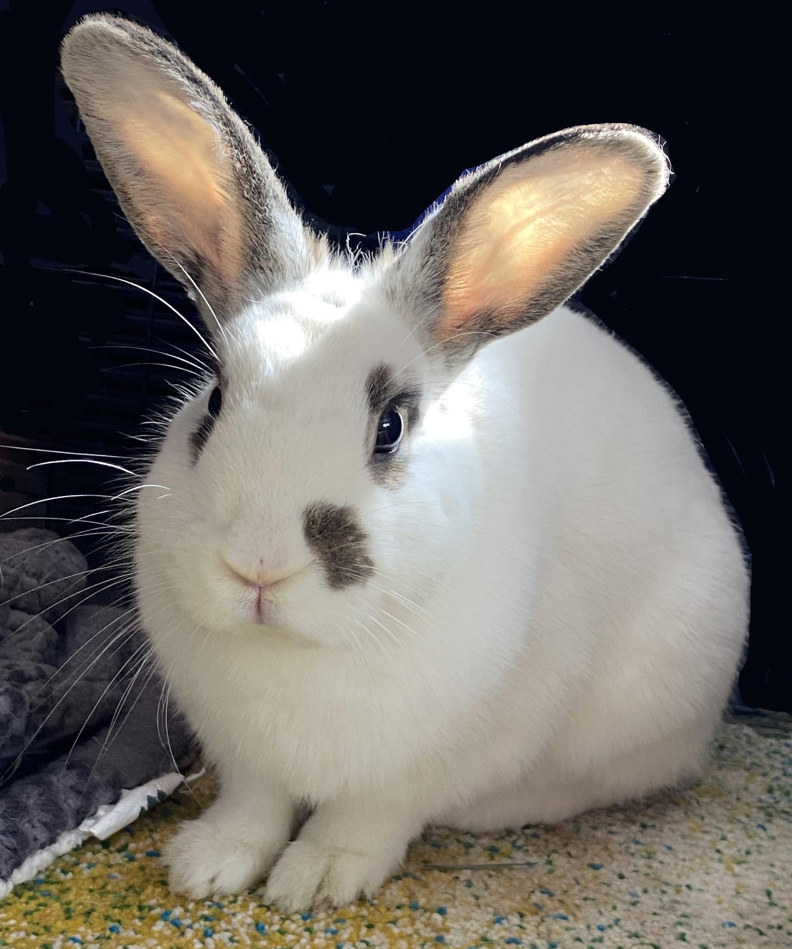 Enlarge Everglade, a Adoptable English Spot in Lakeville, MN image 3/3