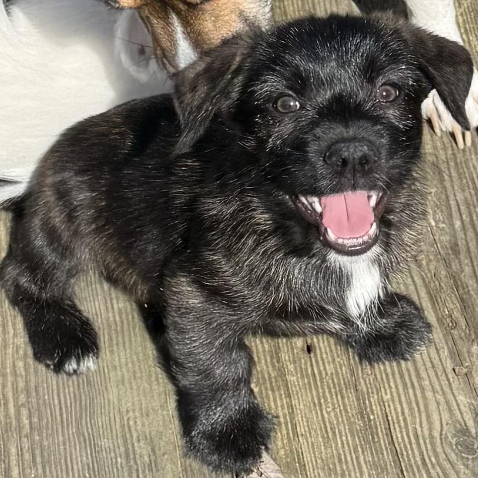 Enlarge Truffle Honey, a Adoptable Mixed Breed in Cincinnati, OH image 2/6