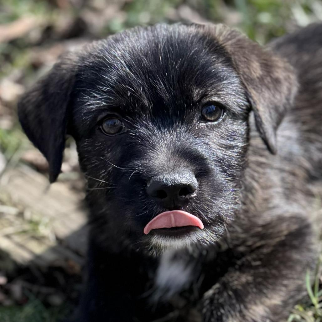 Enlarge Truffle Honey, a Adoptable Mixed Breed in Cincinnati, OH image 3/6