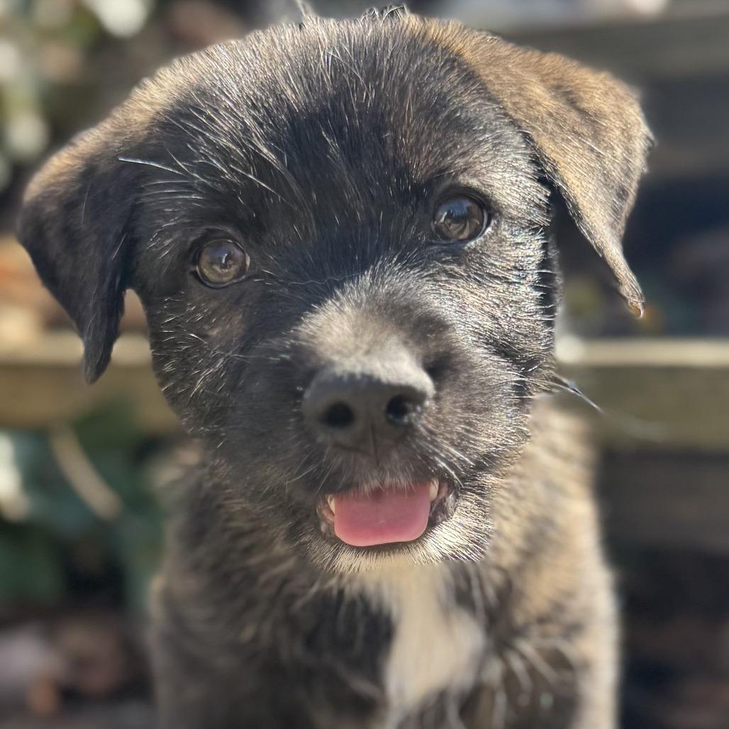 Enlarge Truffle Honey, a Adoptable Mixed Breed in Cincinnati, OH image 4/6