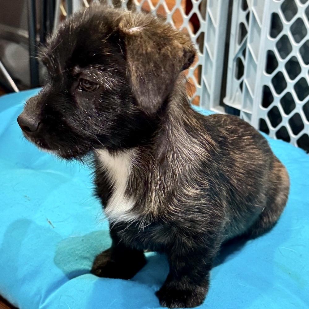 Enlarge Truffle Honey, a Adoptable Mixed Breed in Cincinnati, OH image 5/6