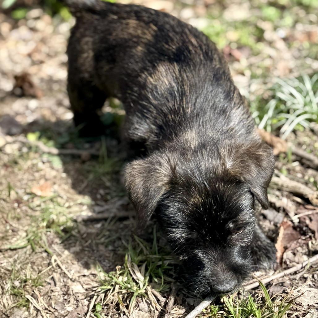 Enlarge Truffle Honey, a Adoptable Mixed Breed in Cincinnati, OH image 6/6