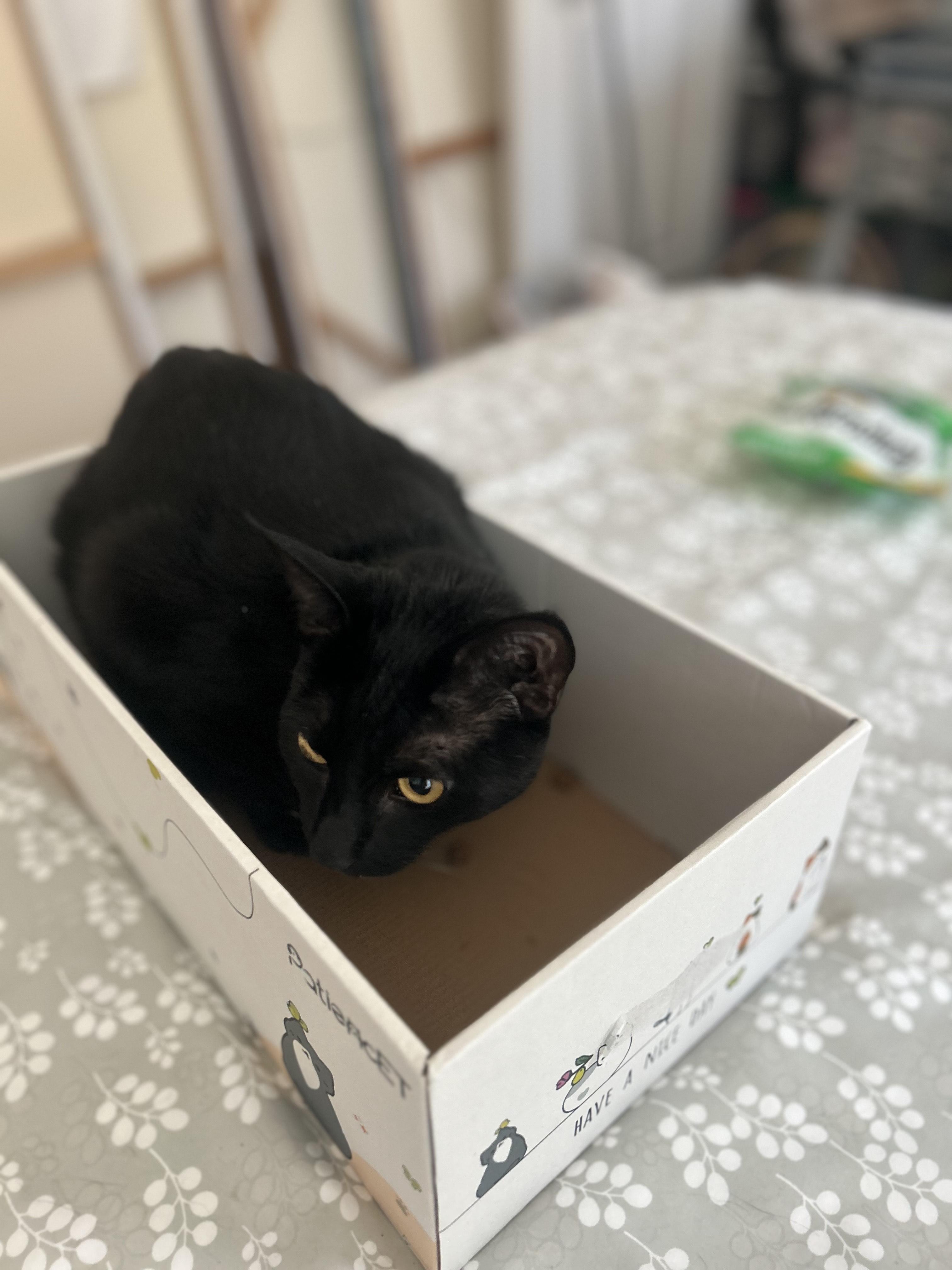 Enlarge Blacky, a ADOPTABLE American Shorthair in Latham, NY image 3/5