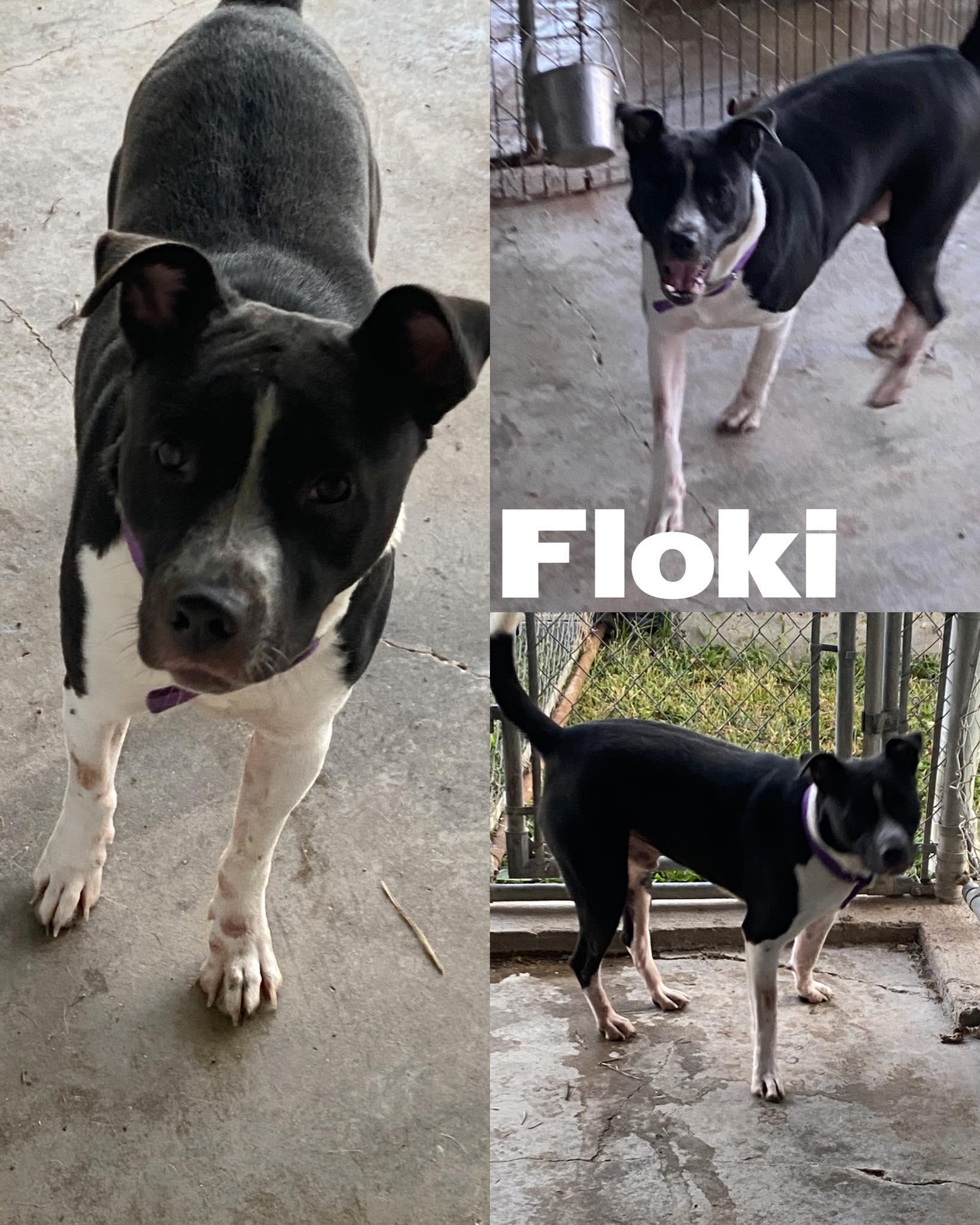Floki