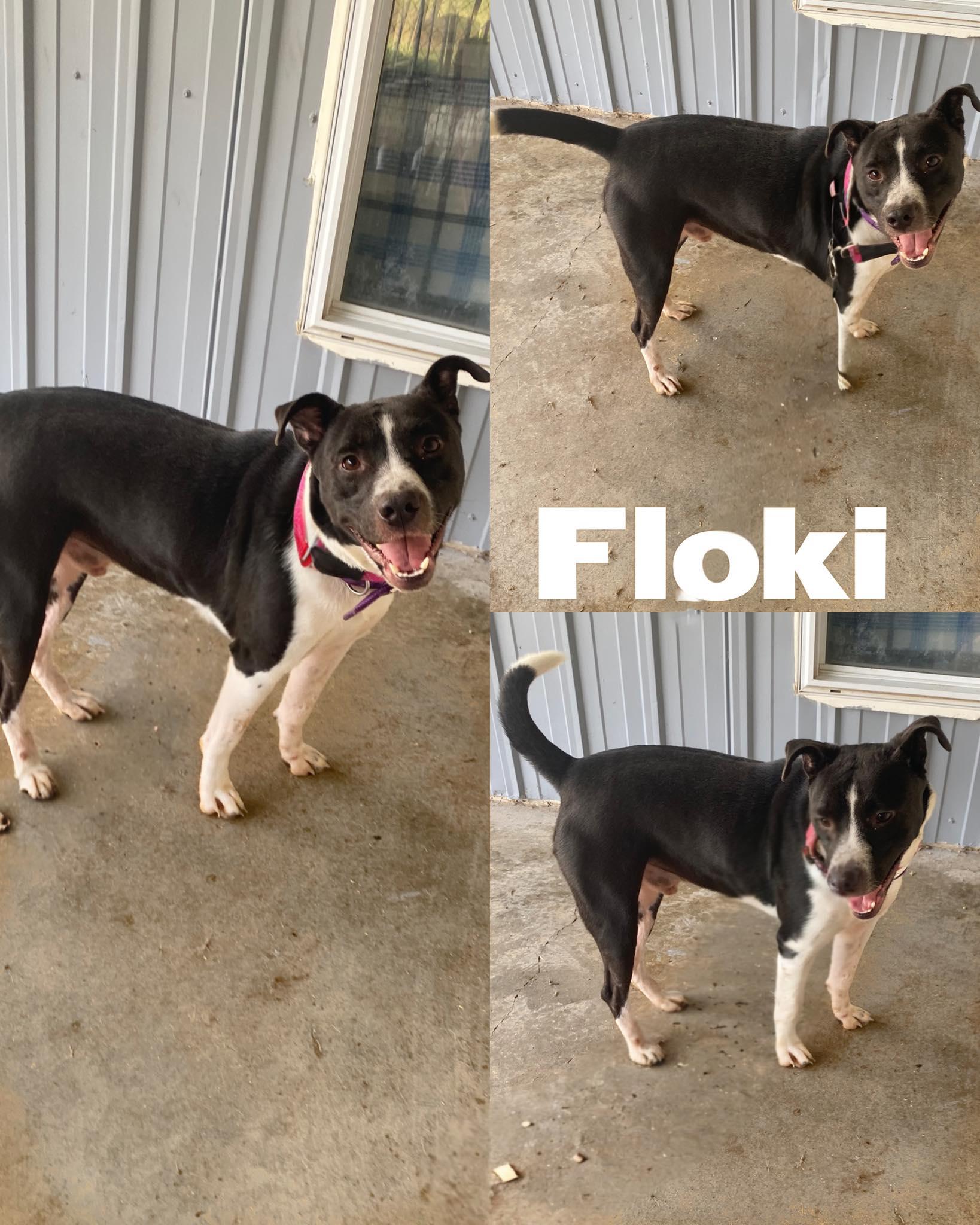 Floki