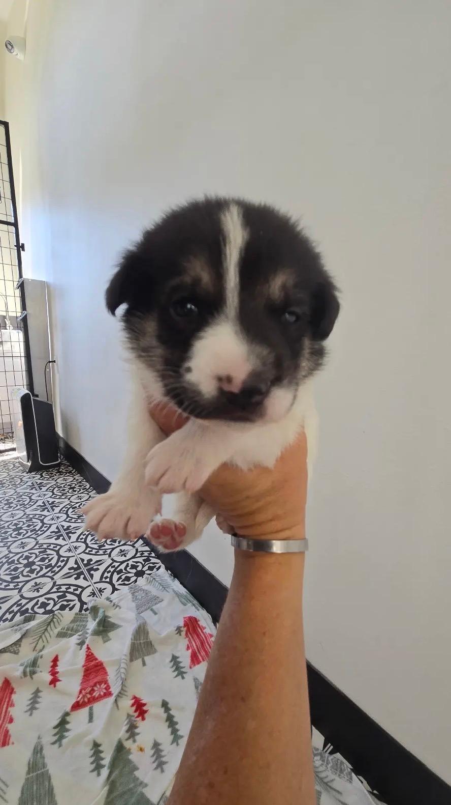 Bambis Puppies, a ADOPTABLE mixed breed in Amity, OR image 4/6