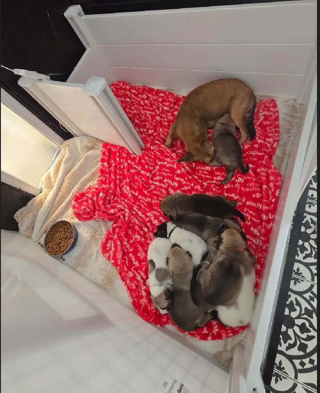 Bambis Puppies, a ADOPTABLE mixed breed in Amity, OR image 2/6