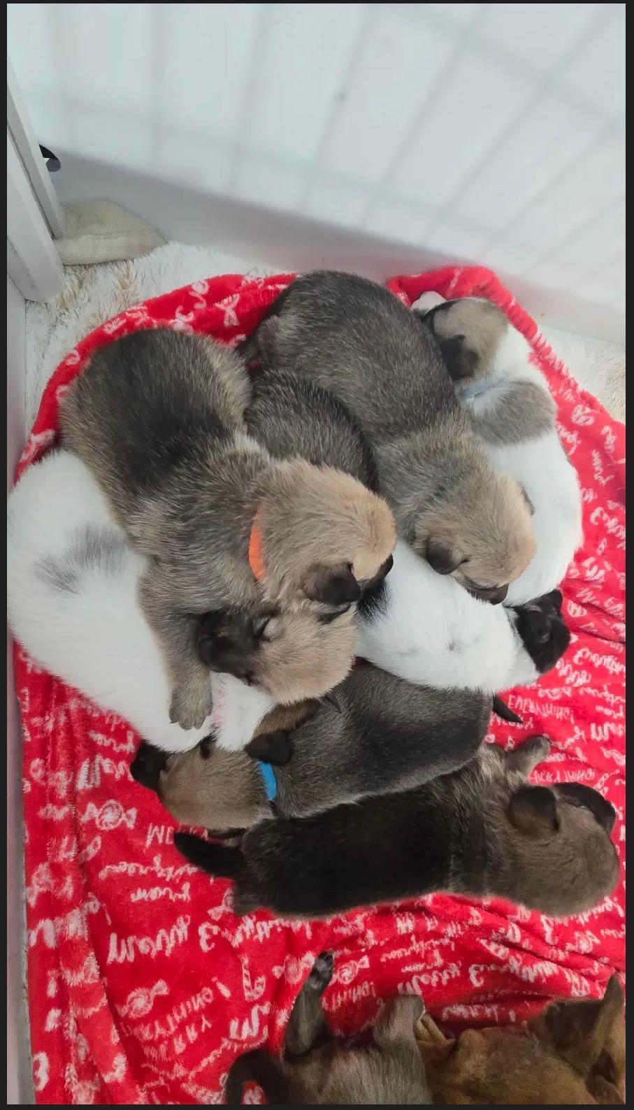Bambis Puppies, ADOPTABLE, Puppy Male German Shepherd Dog & Xoloitzcuintli / Mexican Hairless.