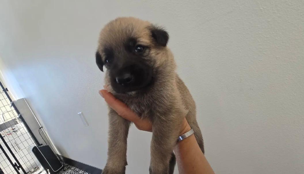 Bambis Puppies, a ADOPTABLE mixed breed in Amity, OR image 6/6