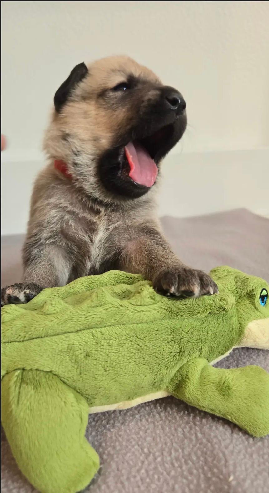Bambis Puppies, a ADOPTABLE mixed breed in Amity, OR image 3/6