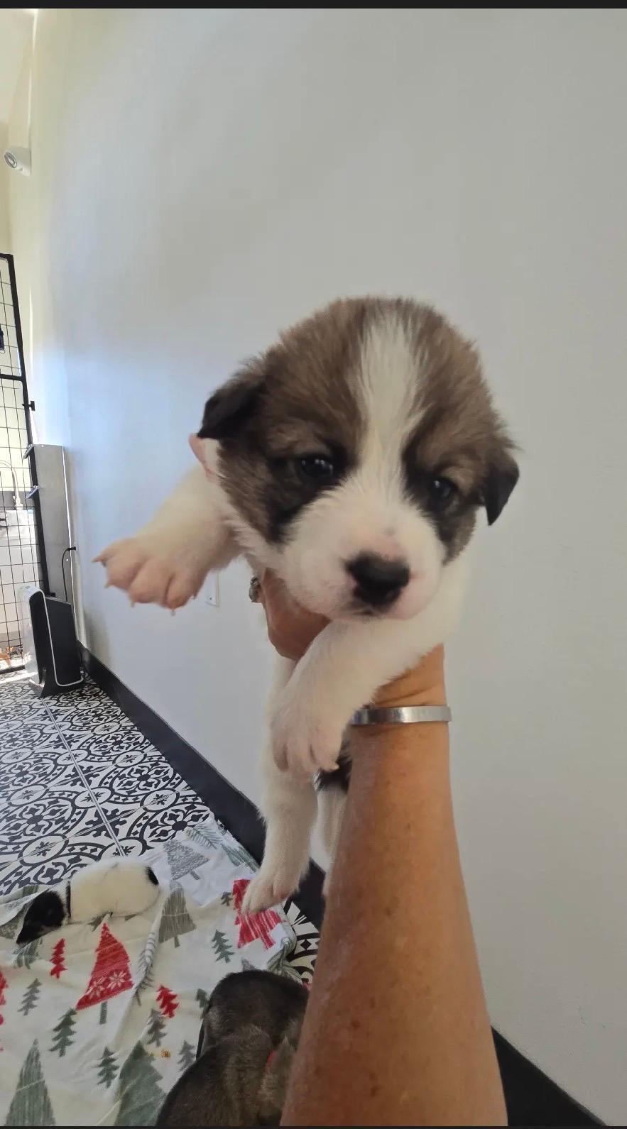 Bambis Puppies, a ADOPTABLE mixed breed in Amity, OR image 5/6