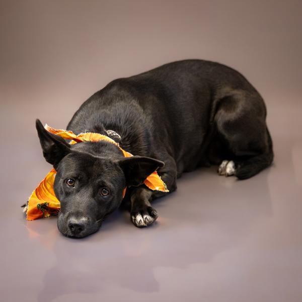 Pen 162c Millie, Adoptable, Adult Female Pit Bull Terrier.