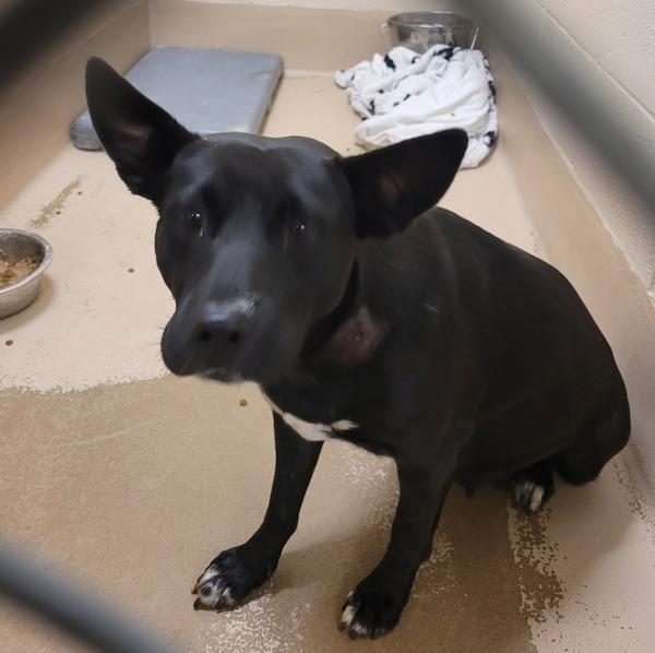 Enlarge Pen 162c Millie, a Adoptable mixed breed in Lawrenceville, GA image 2/2