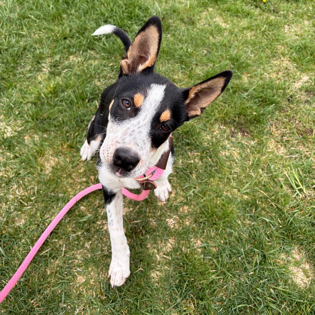 Enlarge Lopsy, a Adoptable Mixed Breed in Spokane, WA image 1/6