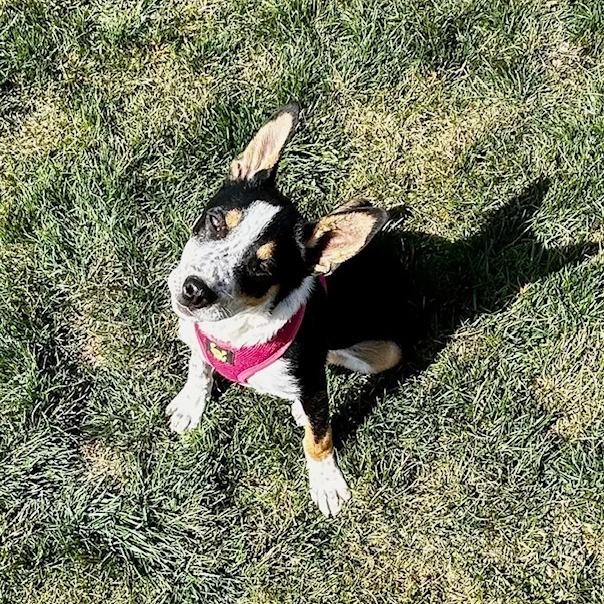 Enlarge Lopsy, a Adoptable Mixed Breed in Spokane, WA image 2/6