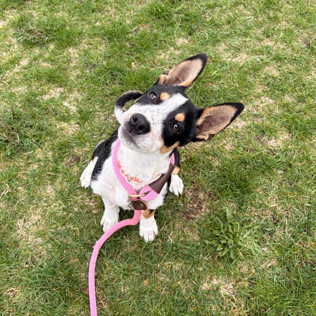 Enlarge Lopsy, a Adoptable Mixed Breed in Spokane, WA image 3/6