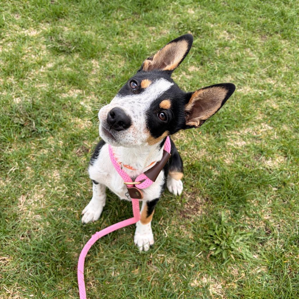 Enlarge Lopsy, a Adoptable Mixed Breed in Spokane, WA image 4/6