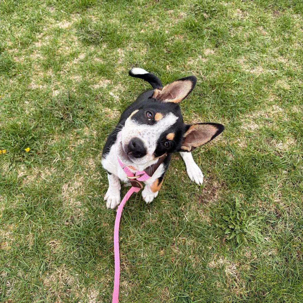 Enlarge Lopsy, a Adoptable Mixed Breed in Spokane, WA image 5/6