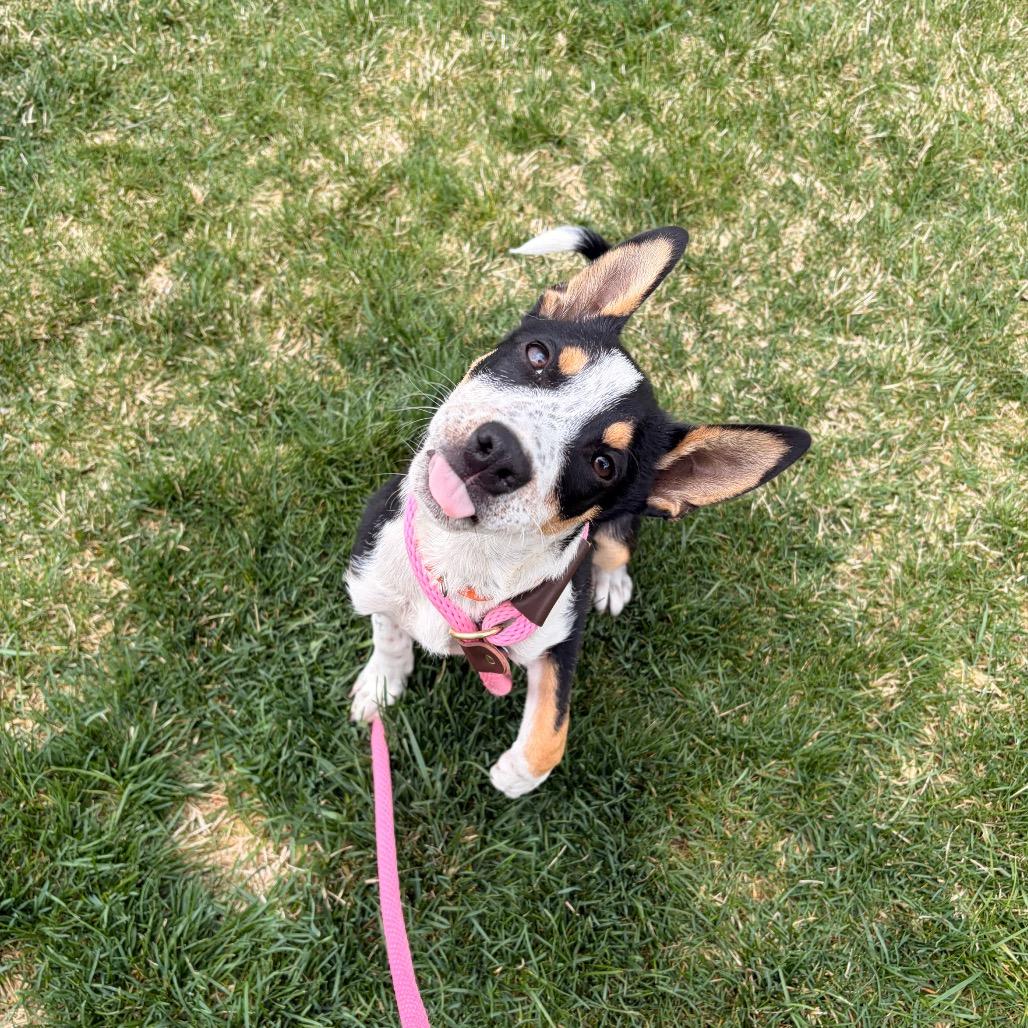 Enlarge Lopsy, a Adoptable Mixed Breed in Spokane, WA image 6/6