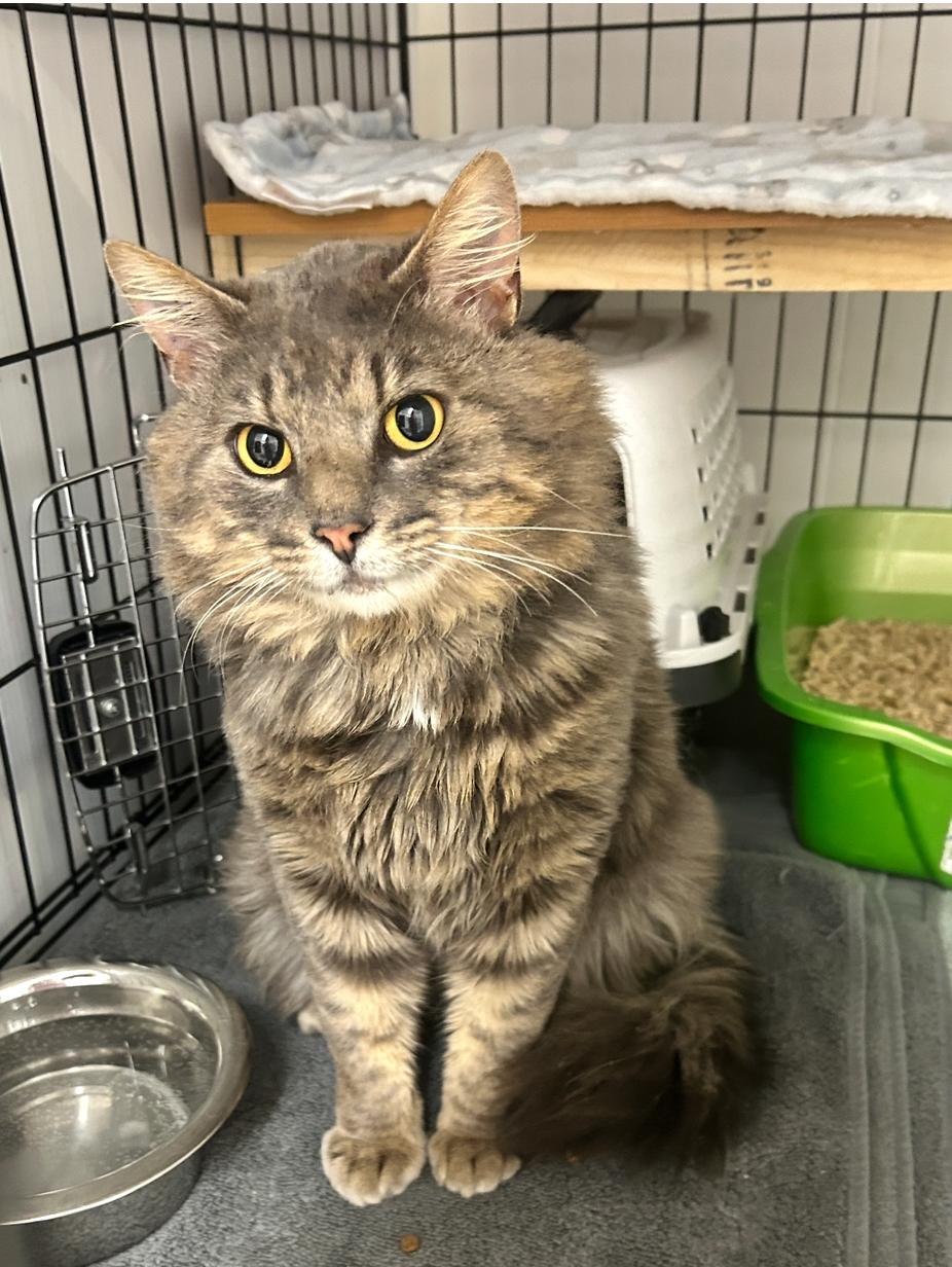 Samson The Brave, Young Male Domestic Medium Hair