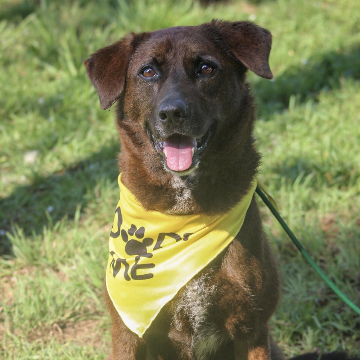 Kanela, a Adoptable mixed breed in Richmond Hill, GA image 1/6