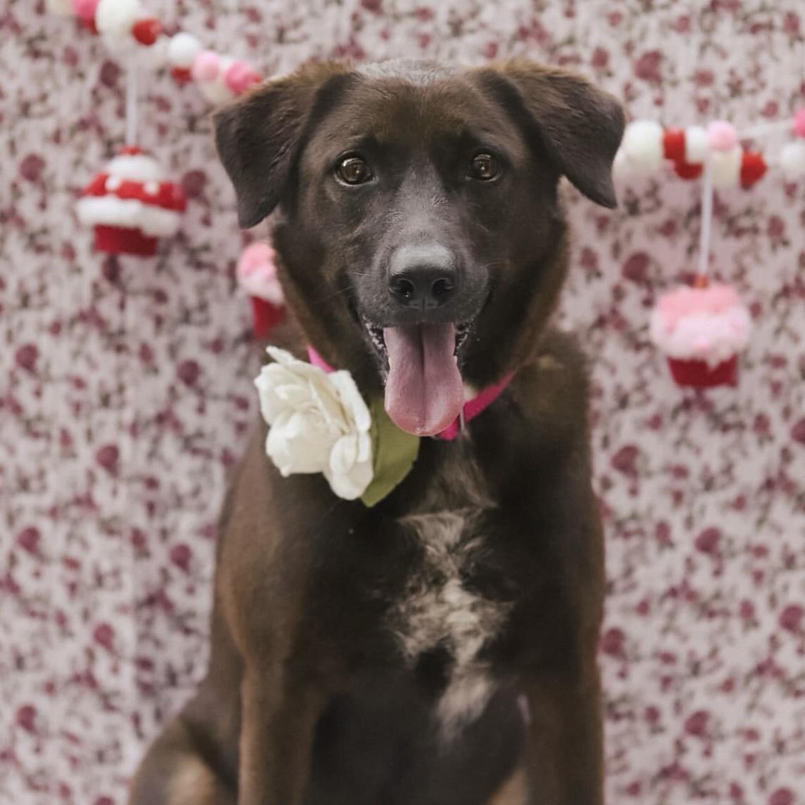 Kanela, a Adoptable mixed breed in Richmond Hill, GA image 4/6