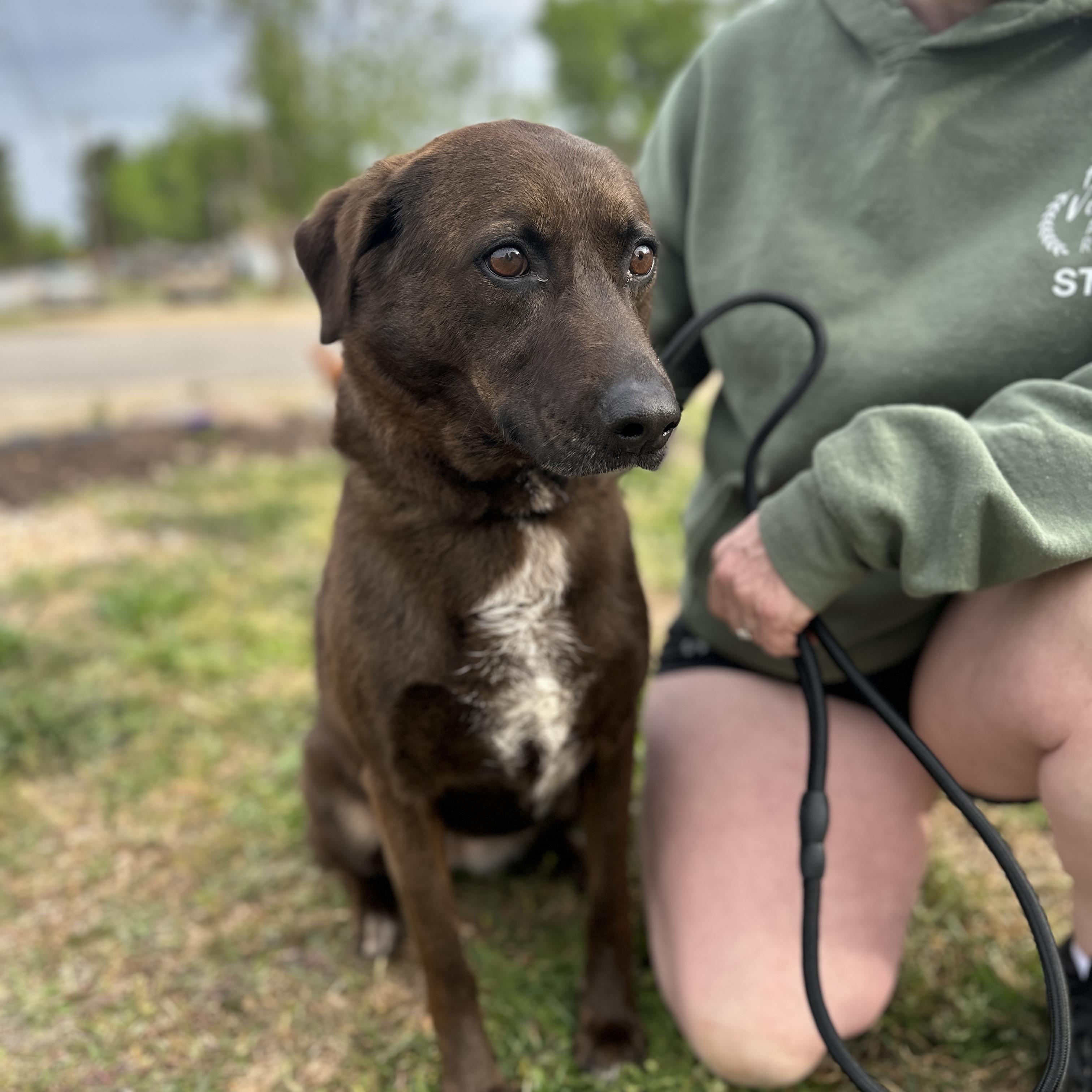 Kanela, a Adoptable mixed breed in Richmond Hill, GA image 6/6
