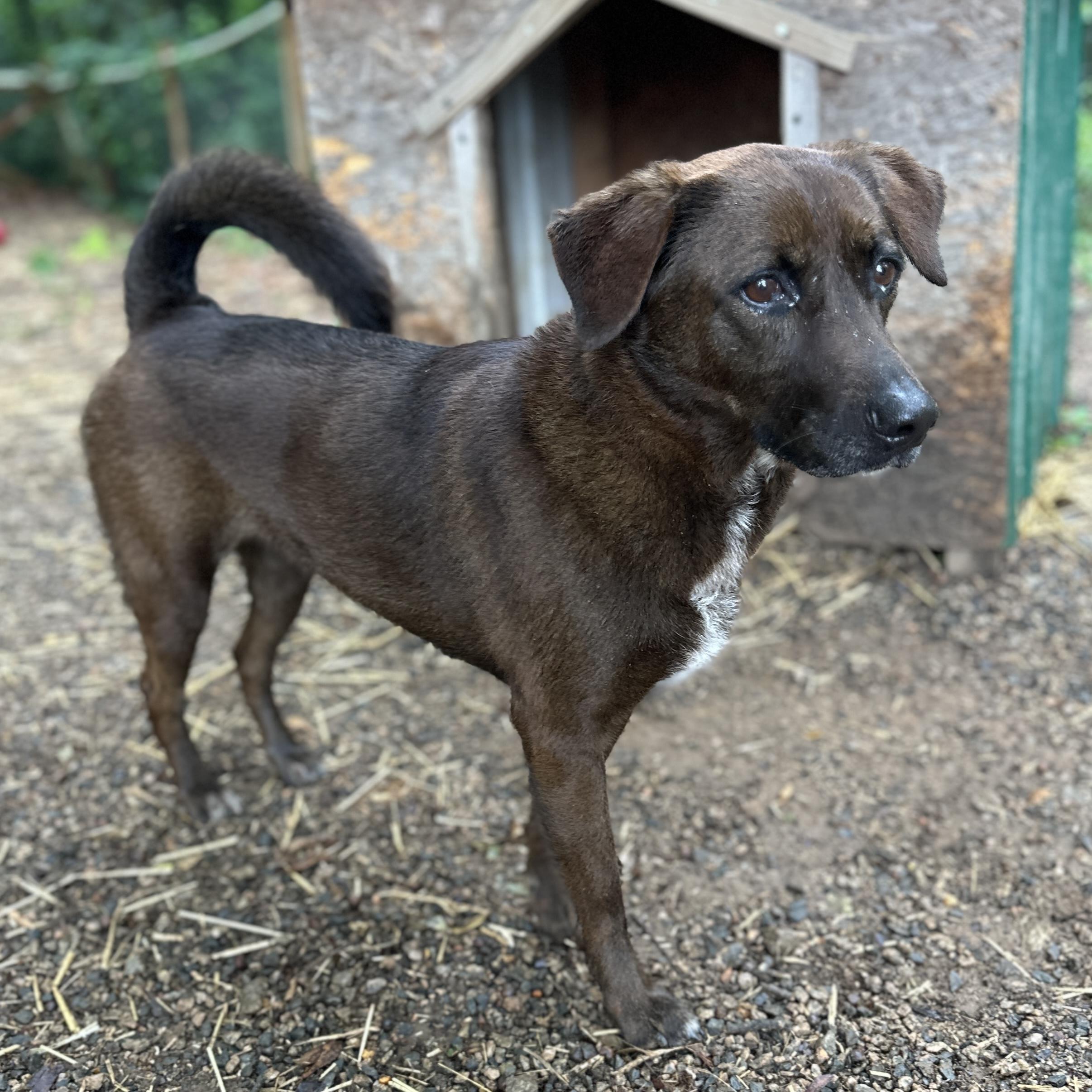 Kanela, a Adoptable mixed breed in Richmond Hill, GA image 3/6