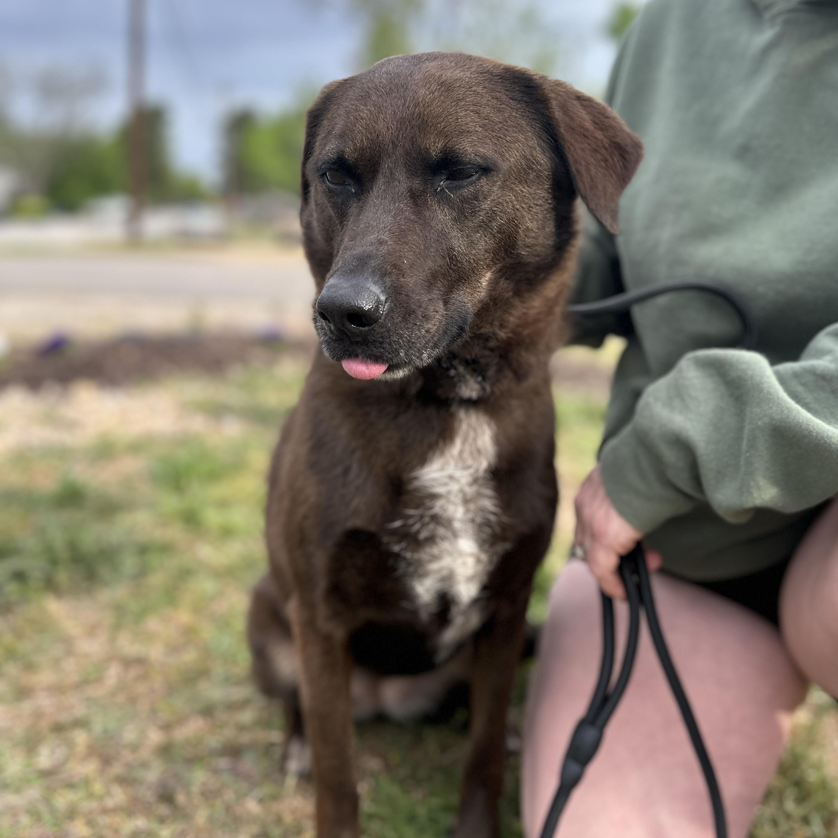 Kanela, a Adoptable mixed breed in Richmond Hill, GA image 5/6