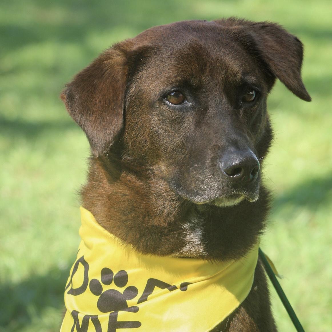 Kanela, a Adoptable mixed breed in Richmond Hill, GA image 2/6