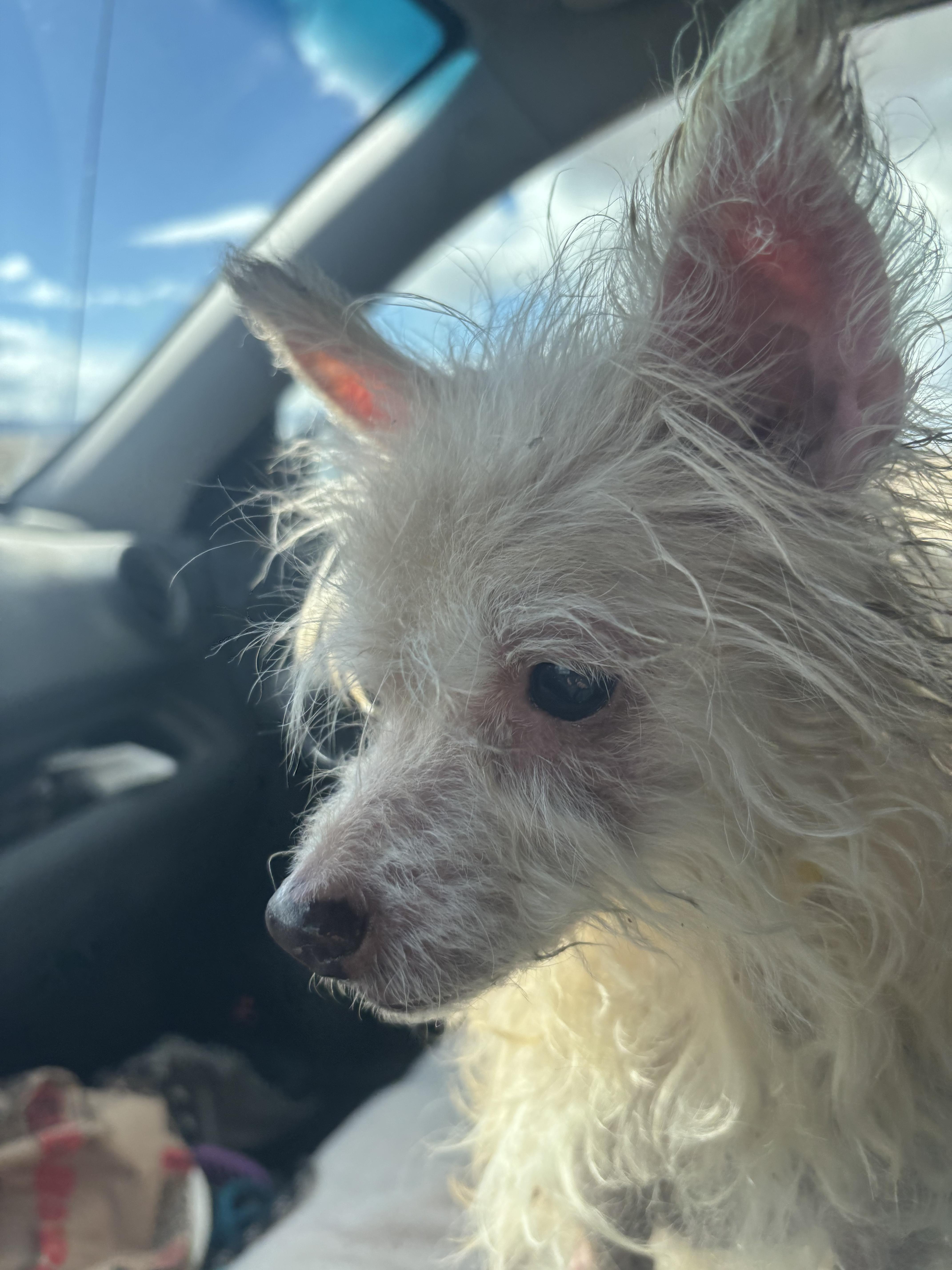 Honey, Adoptable, Senior Female Affenpinscher & Fox Terrier.