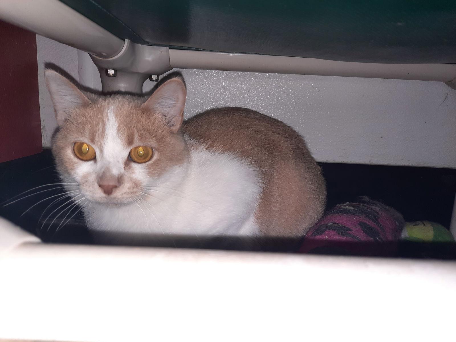 Cheez-It, Adoptable, Young Female Domestic Short Hair.