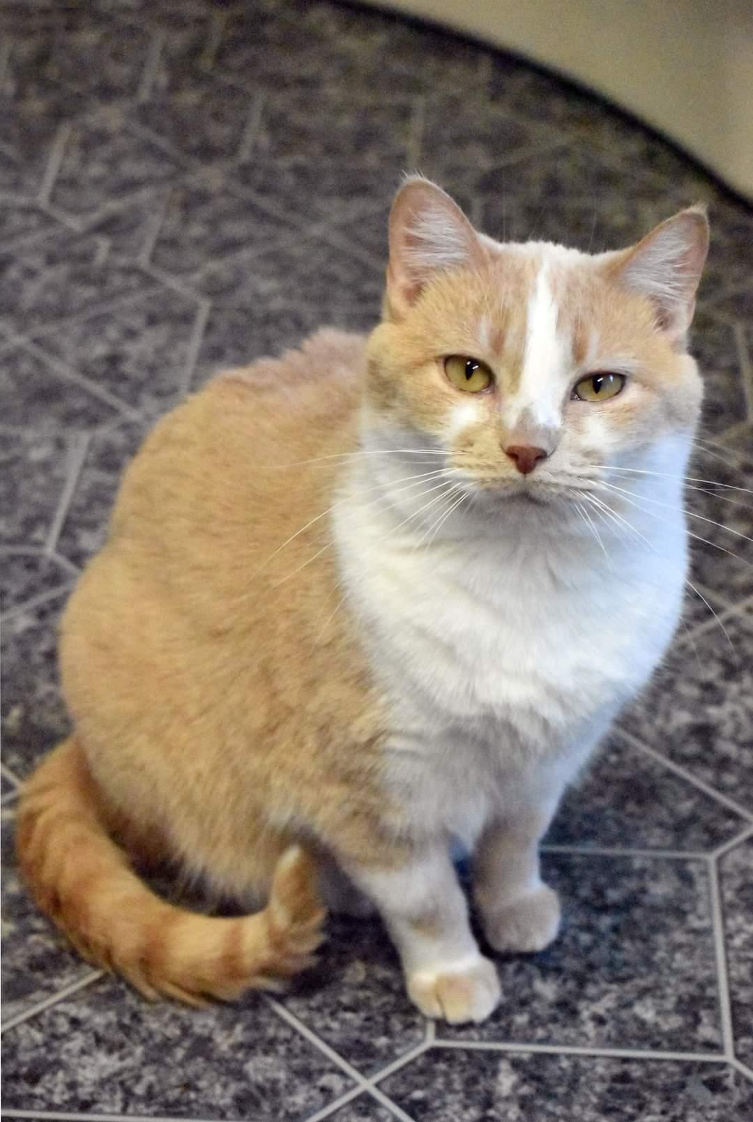 Enlarge Cheez-It, a Adoptable Domestic Short Hair in Iroquois, IL image 2/3