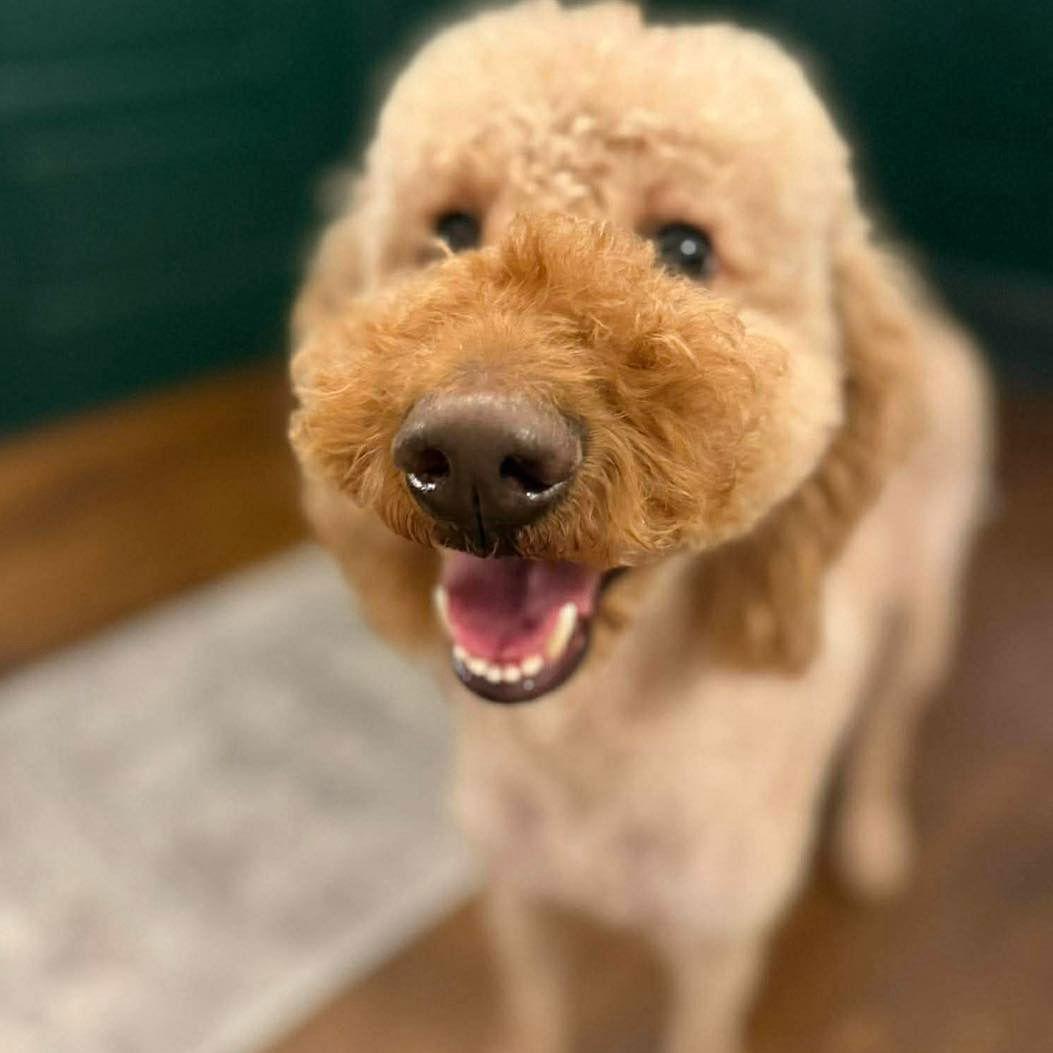 Bambi, Adopted, Adult Female Standard Poodle.