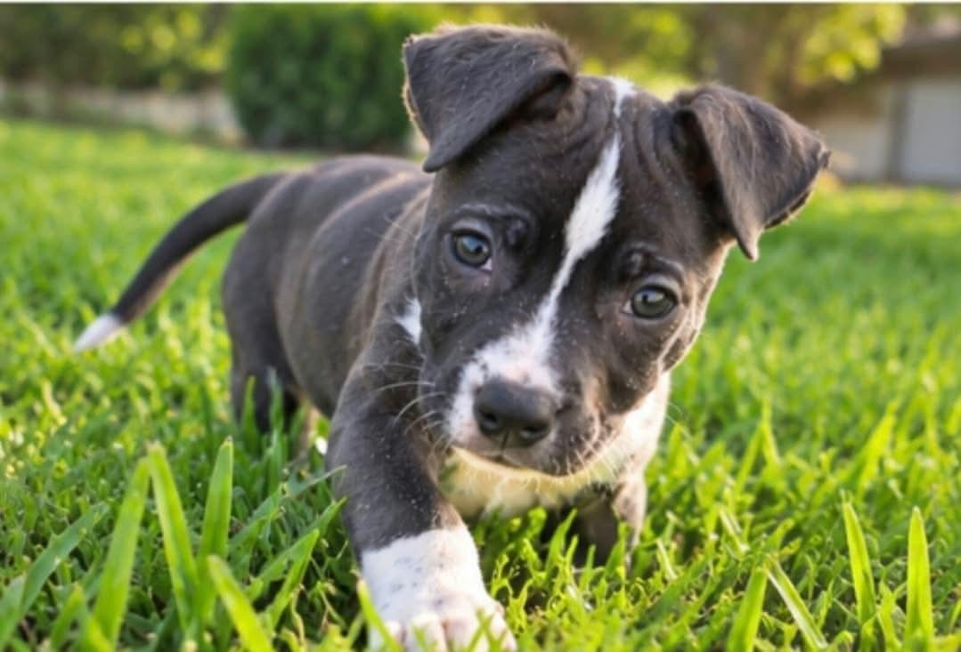 Enlarge Ella, a Adoptable mixed breed in Humble, TX image 1/4